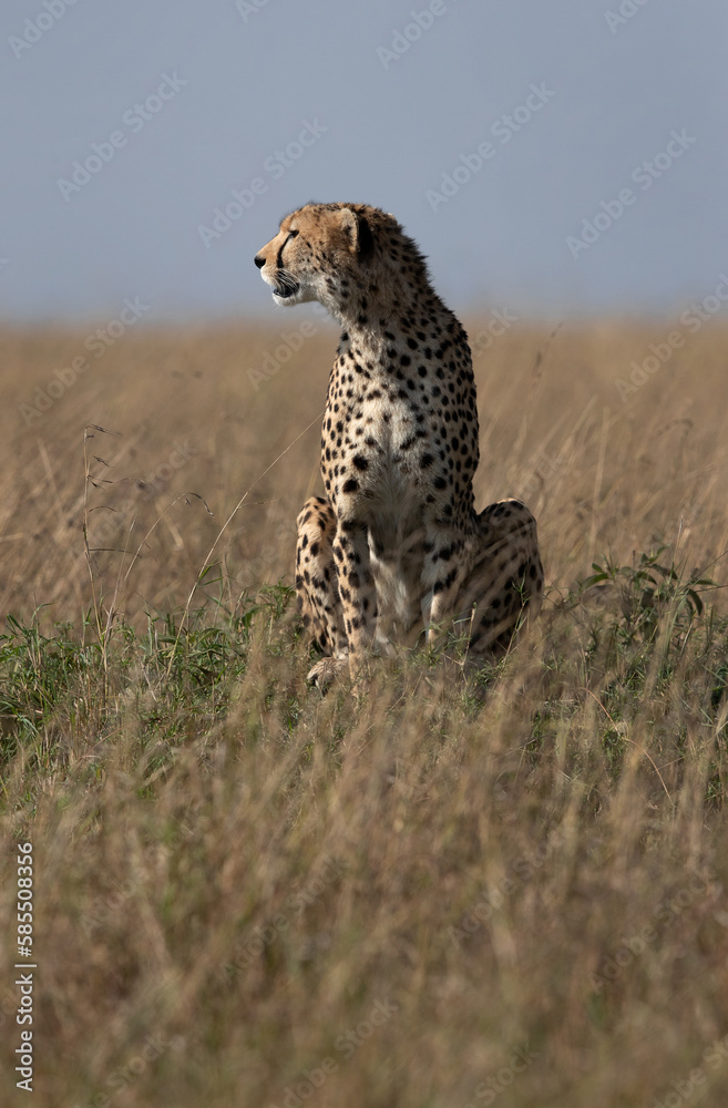 Cheetah on a mound at Masai Mara, Kenya Cheetah on a mound at Masai Mara, Kenya