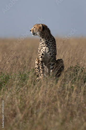 Cheetah on a mound at Masai Mara, Kenya