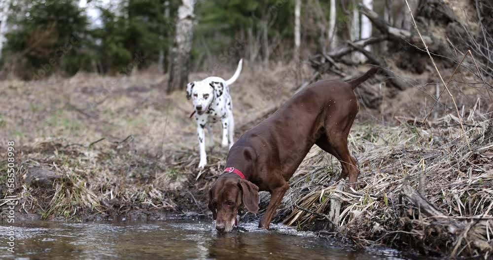 Beautiful dog crossing a river. German pointer and dalmatian going throung water. Slow motion. 4k. Red colar. Spring beautiful nature. Water drops. Brown dog. Freedom. Beautiful dog crossing a river. German pointer and dalmatian going throung water. Slow motion. 4k. Red colar. Spring beautiful nature. Water drops. Brown dog. Freedom.