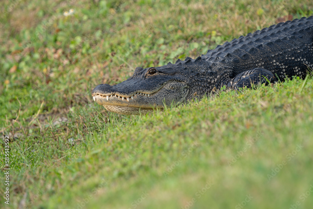 Obraz premium Alligator lounging on the grass in a housing community