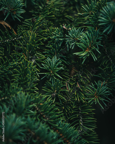 close up of pine needles © justatony