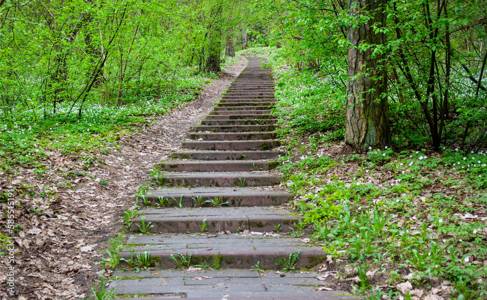 Park landscape. Stone paved stairs in park