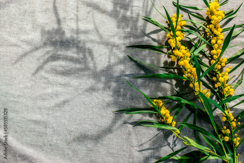 Yellow blooming acacia branch on gray fabric background. Mimosa, Acacia pycnantha, golden wattle, acacia saligna flowers photo