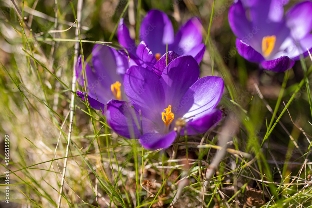Lila Krokusse etwas versteckt auf grüner Wiese im Garten Lila Krokusse etwas versteckt auf grüner Wiese im Garten