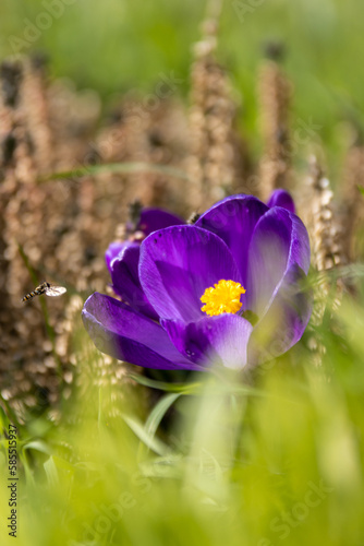 Schöne große lila Krokusblüte im Garten