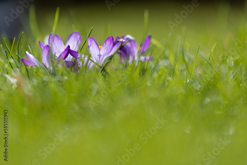 Leuchtend grüne Wiese im Garten mit lila Krokussen