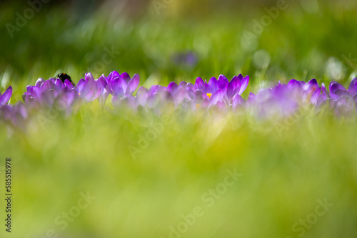 Leuchtend grüne Wiese mit lila Krokussen im Garten