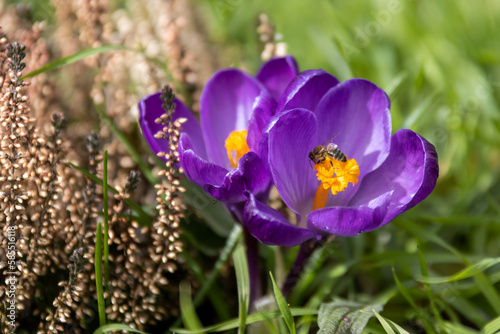 Lila Krokusblüten mit Schwebfliege im Garten