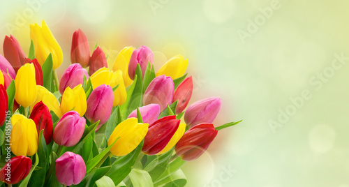 Red, purple and yellow fresh tulip flowers over green garden defocused background