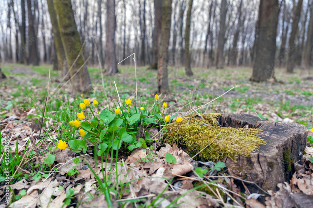 Friendly yellow flowers on path edges in early spring, it`s one of the first flowers to appear in spring after winter. Ficaria verna. Friendly yellow flowers on path edges in early spring, it`s one of the first flowers to appear in spring after winter. Ficaria verna.