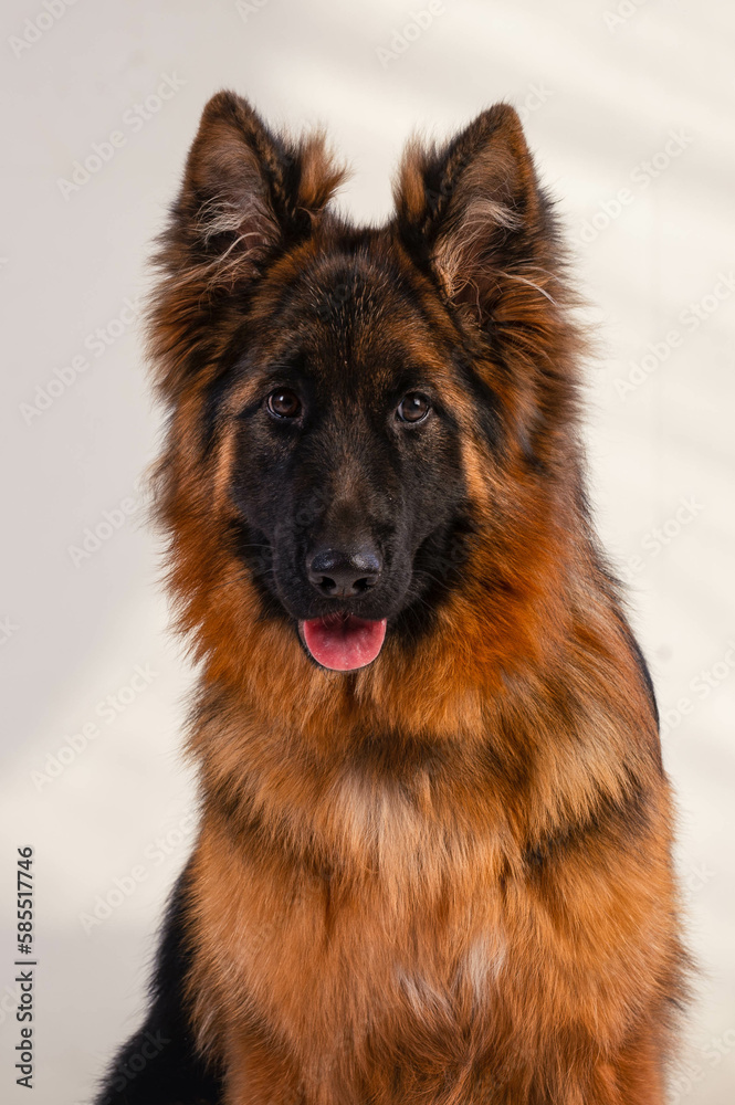 portrait of a long-haired german shepherd in front of a white background