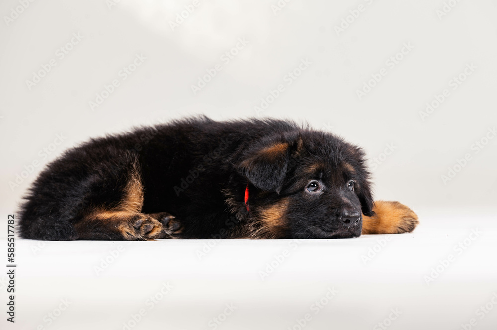 German Shepherd puppy in front of a white background