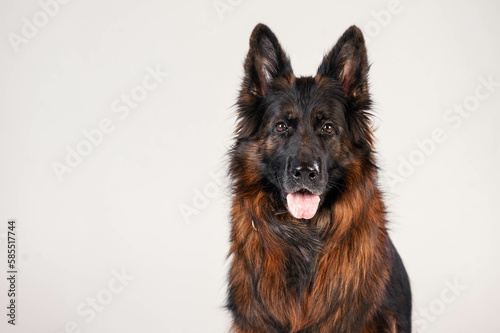 portrait of a long-haired german shepherd in front of a white background