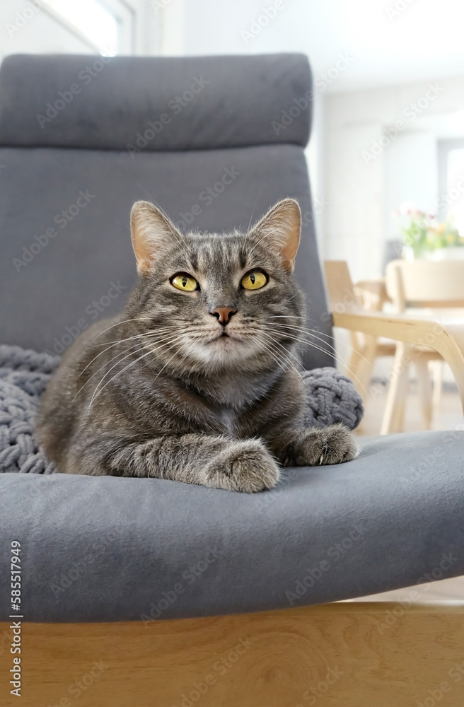 Grey cat resting in a soft armchair and carefully looks into the camera, abstract blurred room background. portrait of cute relaxed cat close up. concept of happy pet life, care of domestic animal.
