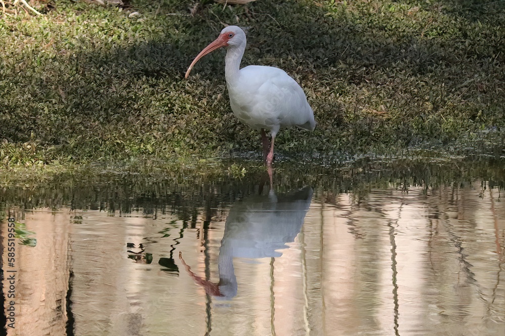 Tranquility and Peaceful Moment White Ibis at Still Water