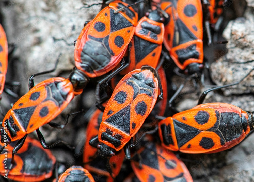 Fototapeta premium fire bugs on a tree trunk in a Macro photo