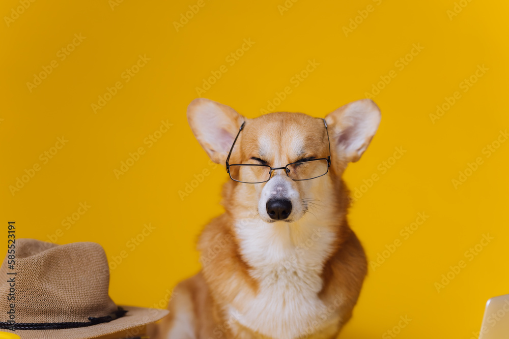 Smart cute Welsh Corgi Pembroke in eyeglasses with laptop and stack of book is studying on yellow studio background. Most popular breed of Dog Smart cute Welsh Corgi Pembroke in eyeglasses with laptop and stack of book is studying on yellow studio background. Most popular breed of Dog