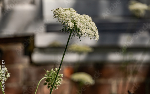 Burlington, Ontario, Canada - July 4, 2020: Quenn Anne's Lace (Daucus carota) blooms in front of a historic Victorian brick cottage in dappled morning sunshine photo