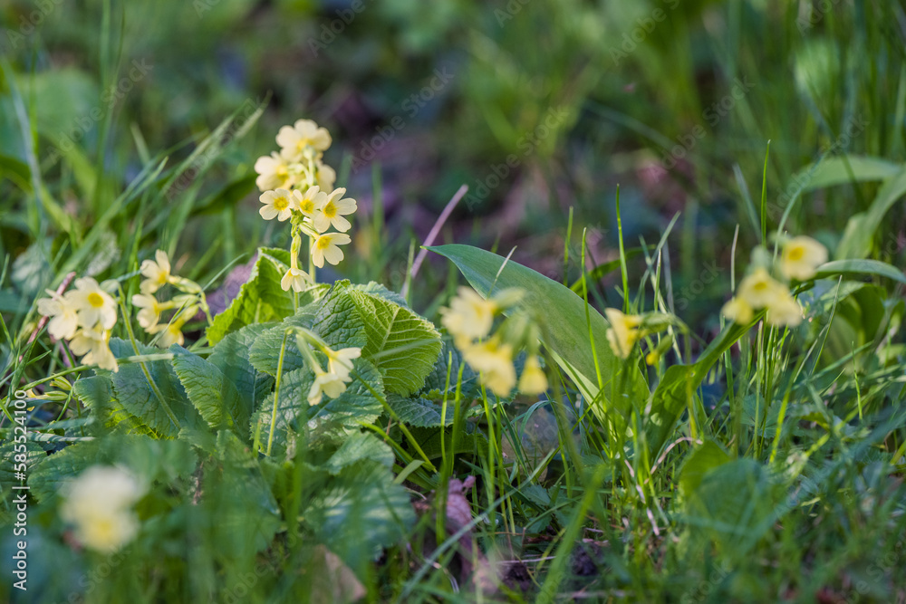Gelb blühende Schlüsselblume