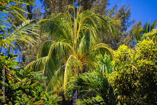 tropical palm tree in the wind at mauritius 