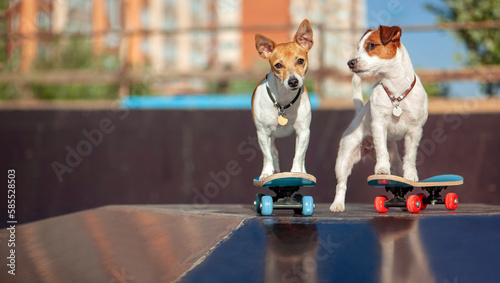 Two small active dogs at the skatepark photo