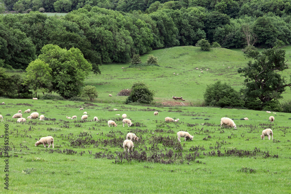 Flock of sheep grazing in a grassy field, in an English hilly countryside, on the edge of the woods.