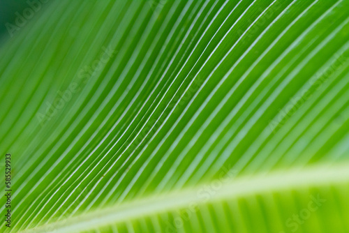 detail of lush green shower jungle of a tropical forest plant with big leaves