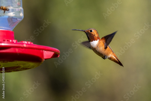Hummingbird around the feeder