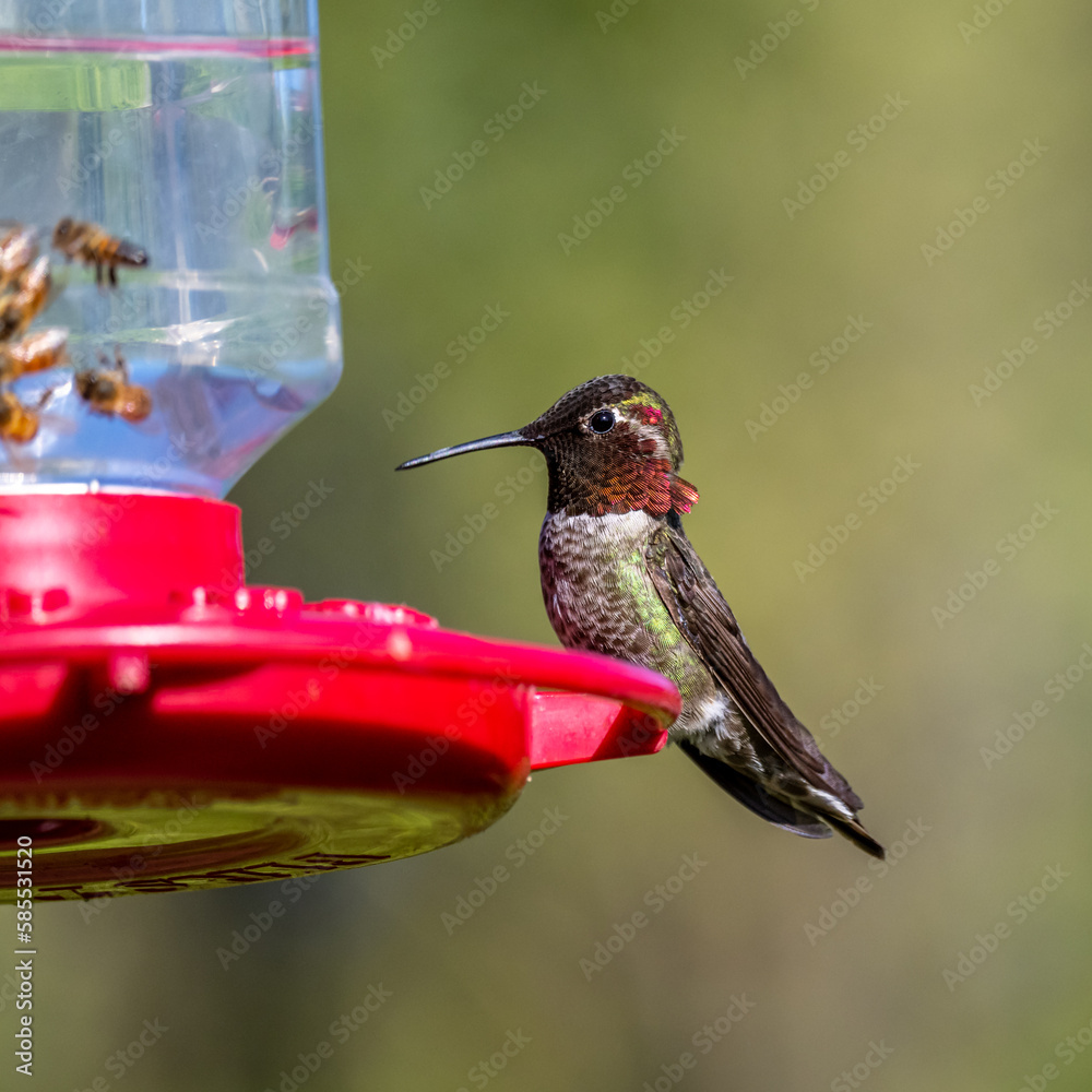 Obraz premium Hummingbird at the feeder with the bees