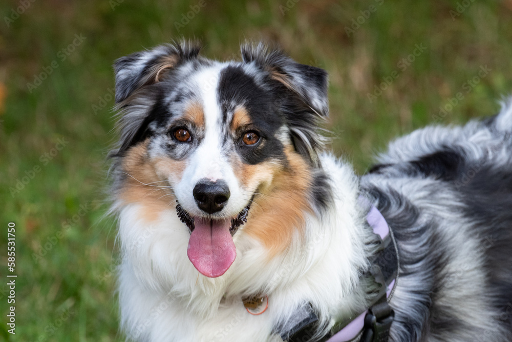 A closeup of an Australian shepherd puppy or Aussie with its mouth open and its long pink tongue hanging out. The young dog has brown, grey, white and black fur. The nose is black with pink spots.