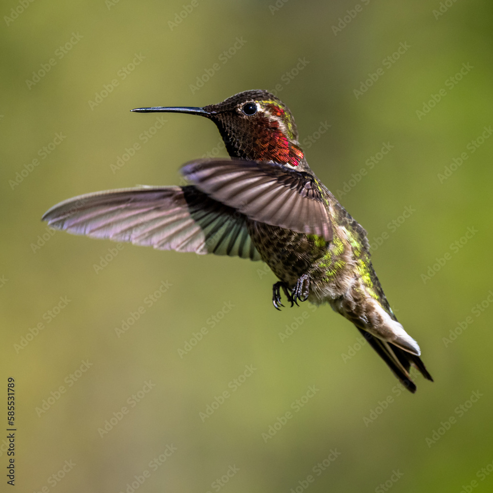 Fototapeta premium Anna and Roufis hummingbird