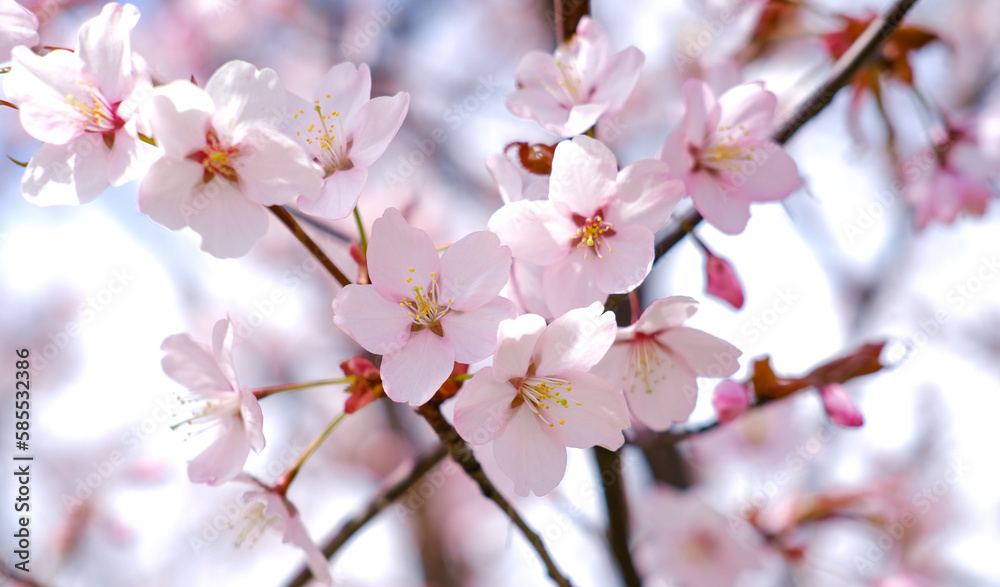 Pink fresh sakura flowers on branches. Pink cherry tree flowers. Cherry blossom concept, nature, spring mood, early spring. Closeup, front view