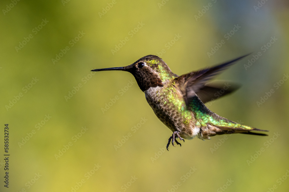 Obraz premium Anna and Roufis hummingbird