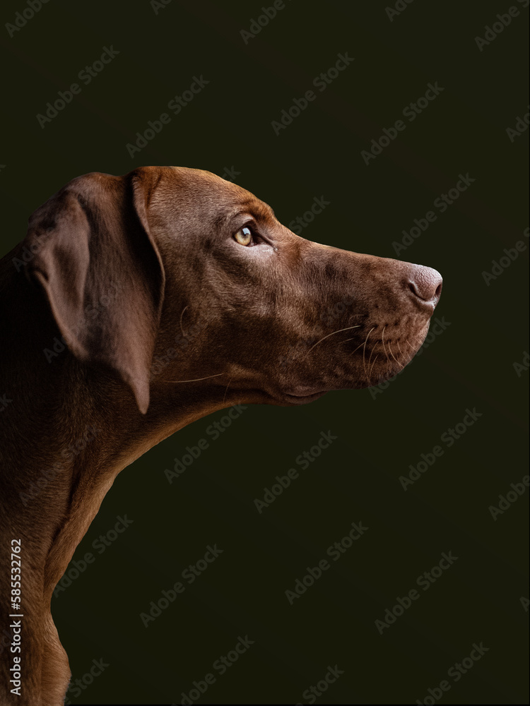 Vizsla Vizsla