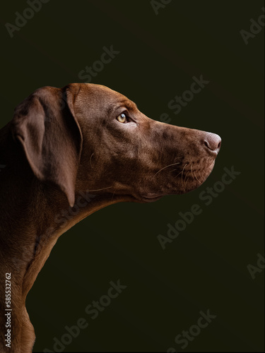 Vizsla