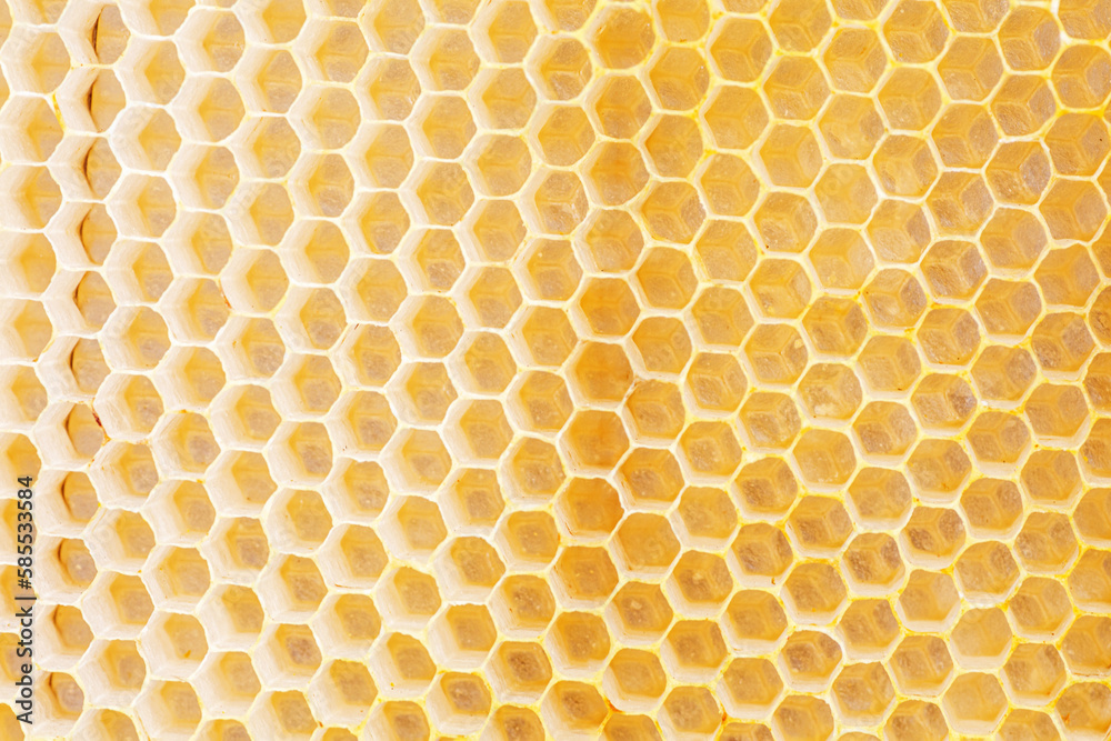 Honeycombs, with fresh honeycomb, are filled with acacia honey. Close-up