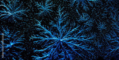 chemical flowers from crystals, nature patterns