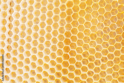 Honeycombs, with fresh honeycomb, are filled with acacia honey. Close-up