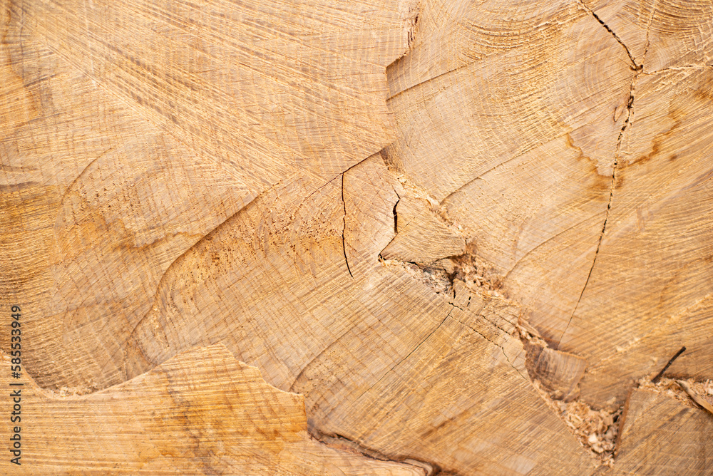 Fototapeta premium Closeup view of end cut wood tree section