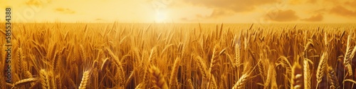 Wheat field background banner