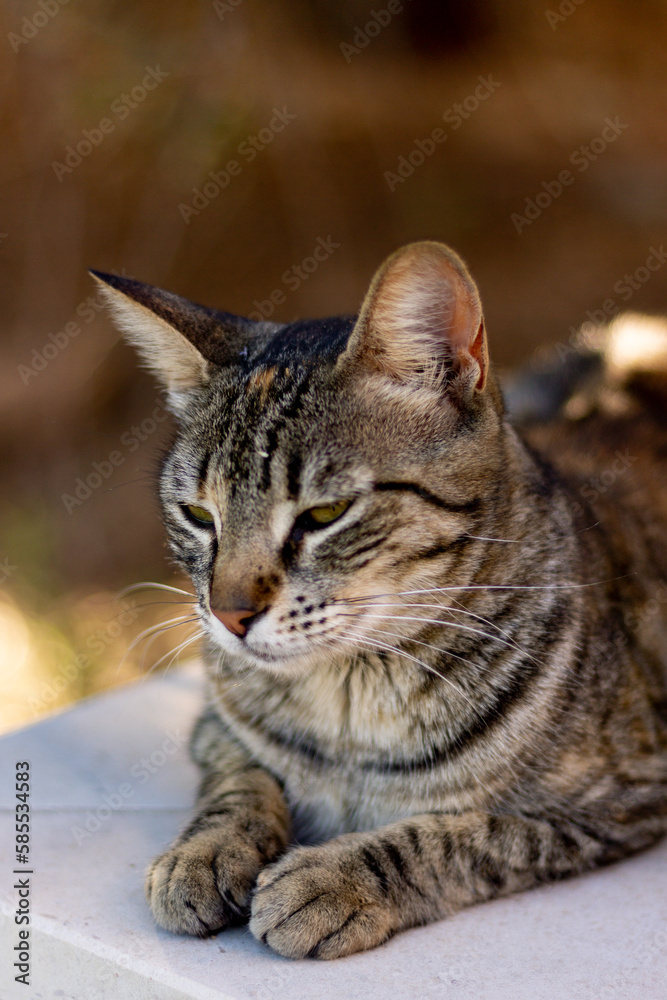 Gato cinzento