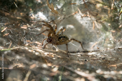 Labryinth spider (Agelena labyrinthica) in the funnel photo