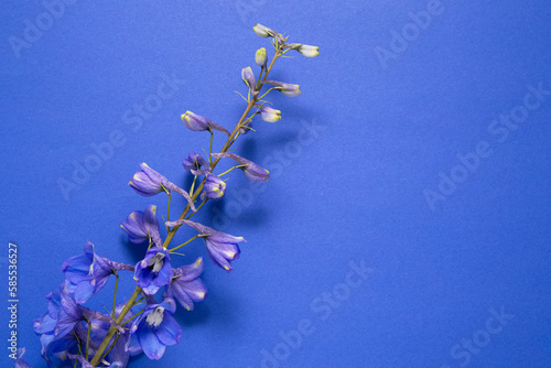 Photographie delphinium blue flower on blue background