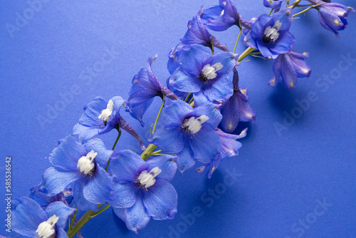 Fotografija delphinium blue flower on blue background