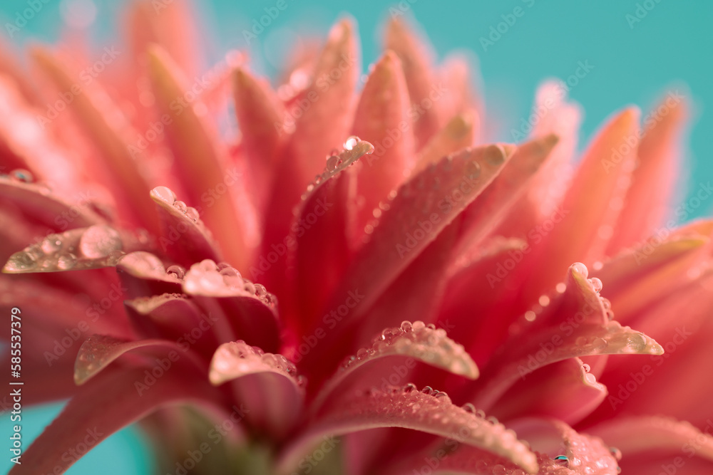 Fototapeta premium pink gerbera daisy filled with the morning's fresh dew