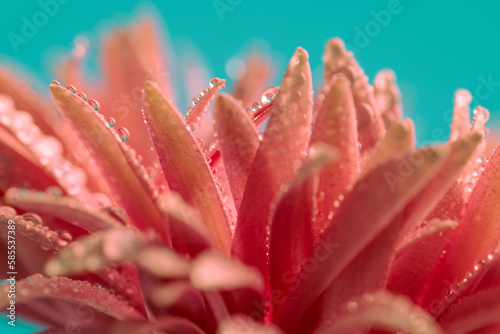pink gerbera daisy with water dripping of petals