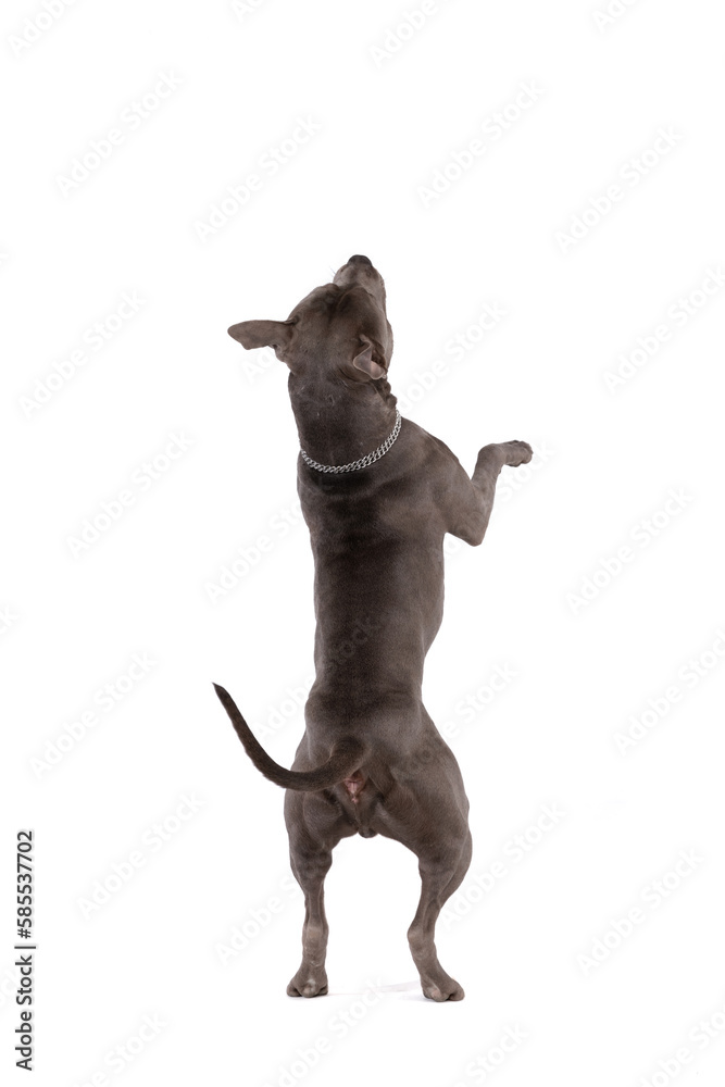 American Staffordshire Terrier dog standing on hind legs and dancing