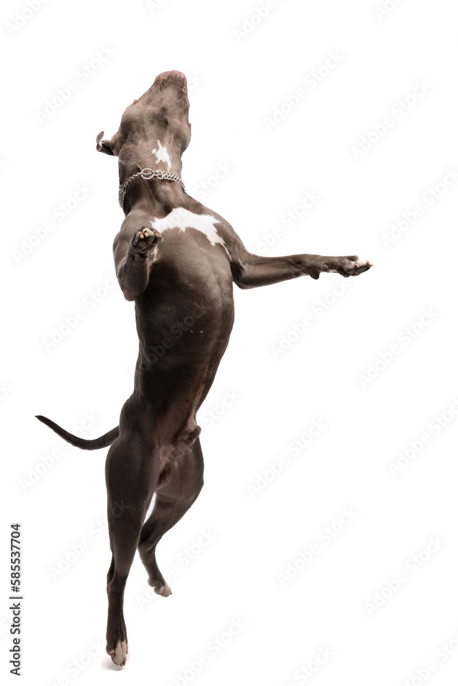 American Staffordshire Terrier dog enjoying a nice dance American Staffordshire Terrier dog enjoying a nice dance