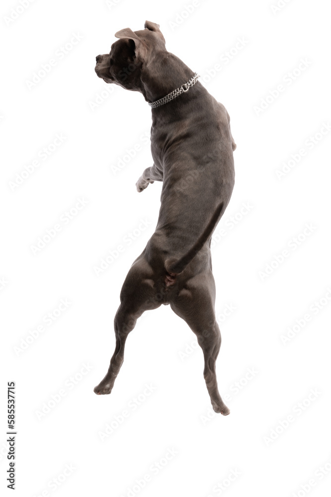 Obraz premium American Staffordshire Terrier dog shaking his buttocks at the camera