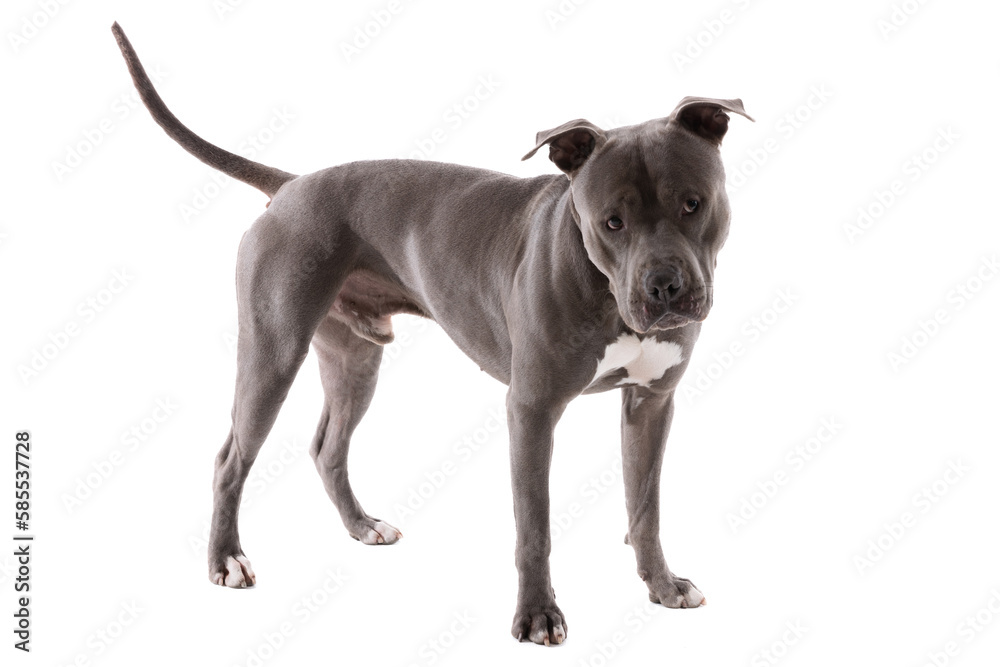 American Staffordshire Terrier dog looking away and being curious